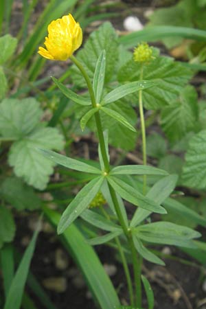 Ranunculus monacensis \ Mnchner Gold-Hahnenfu / Munich Goldilocks, D Olching 5.5.2012