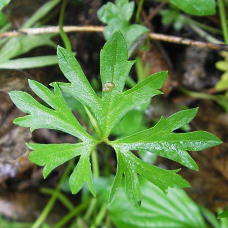 Ranunculus multisectus \ Vielteiliger Gold-Hahnenfu� / Multipartite Goldilocks, D Reichertshausen 6.5.2012