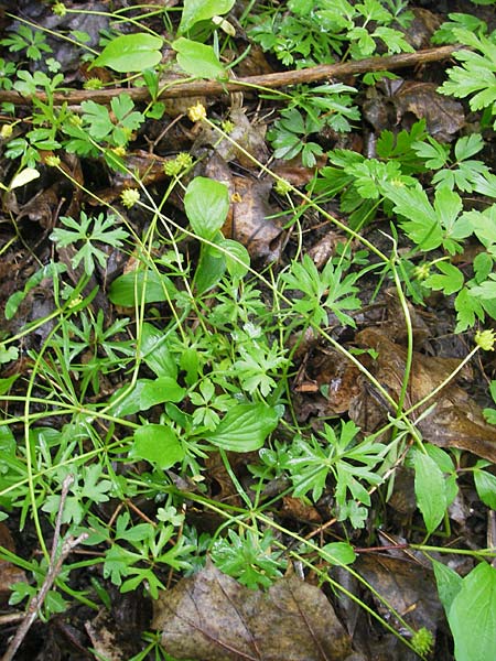 Ranunculus multisectus \ Vielteiliger Gold-Hahnenfu� / Multipartite Goldilocks, D Reichertshausen 6.5.2012
