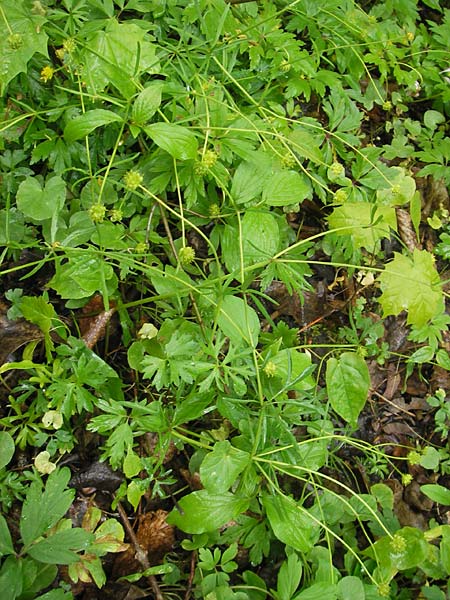 Ranunculus multisectus \ Vielteiliger Gold-Hahnenfu� / Multipartite Goldilocks, D Reichertshausen 6.5.2012