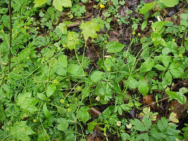 Ranunculus multisectus \ Vielteiliger Gold-Hahnenfu� / Multipartite Goldilocks, D Reichertshausen 6.5.2012