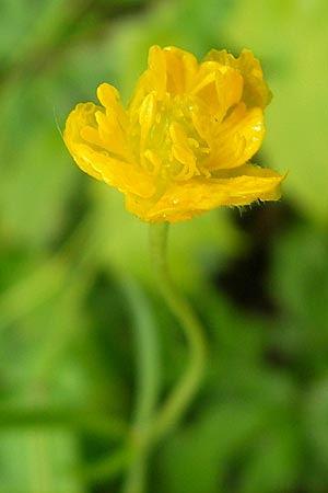 Ranunculus multisectus \ Vielteiliger Gold-Hahnenfu� / Multipartite Goldilocks, D Reichertshausen 6.5.2012