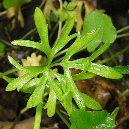Ranunculus multisectus \ Vielteiliger Gold-Hahnenfu� / Multipartite Goldilocks, D Reichertshausen 6.5.2012