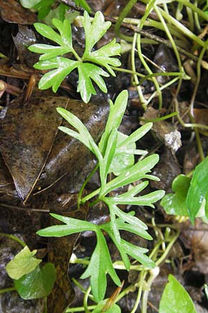 Ranunculus multisectus \ Vielteiliger Gold-Hahnenfu� / Multipartite Goldilocks, D Reichertshausen 6.5.2012