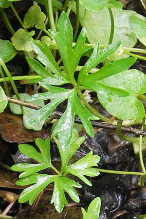 Ranunculus multisectus \ Vielteiliger Gold-Hahnenfu� / Multipartite Goldilocks, D Reichertshausen 6.5.2012