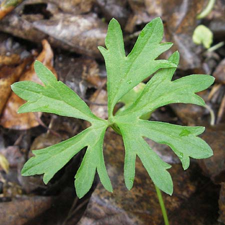 Ranunculus multisectus \ Vielteiliger Gold-Hahnenfu� / Multipartite Goldilocks, D Reichertshausen 6.5.2012
