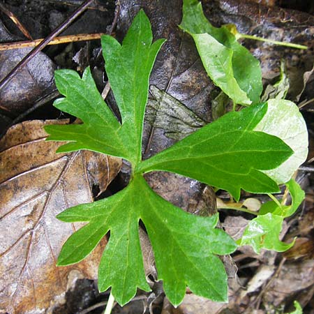Ranunculus multisectus \ Vielteiliger Gold-Hahnenfu� / Multipartite Goldilocks, D Reichertshausen 6.5.2012