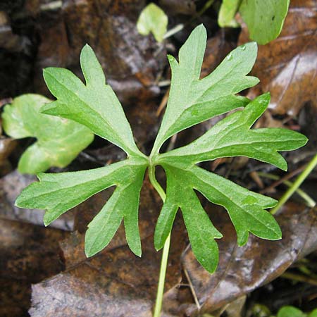 Ranunculus multisectus \ Vielteiliger Gold-Hahnenfu� / Multipartite Goldilocks, D Reichertshausen 6.5.2012