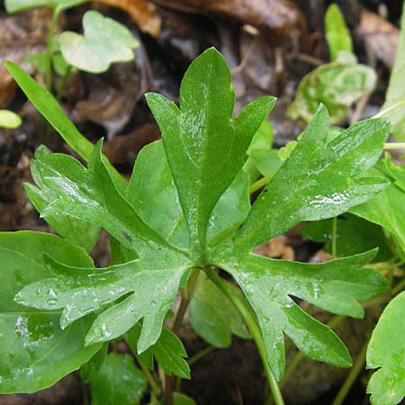 Ranunculus multisectus \ Vielteiliger Gold-Hahnenfu� / Multipartite Goldilocks, D Reichertshausen 6.5.2012