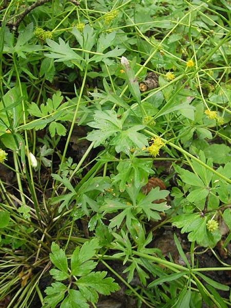 Ranunculus multisectus \ Vielteiliger Gold-Hahnenfu� / Multipartite Goldilocks, D Reichertshausen 6.5.2012