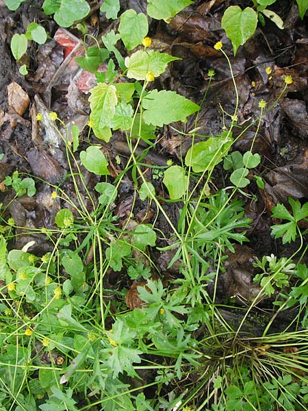 Ranunculus multisectus \ Vielteiliger Gold-Hahnenfu� / Multipartite Goldilocks, D Reichertshausen 6.5.2012