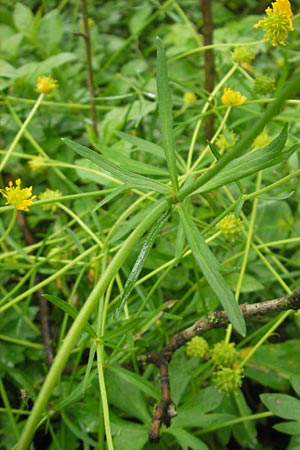 Ranunculus multisectus \ Vielteiliger Gold-Hahnenfu� / Multipartite Goldilocks, D Reichertshausen 6.5.2012