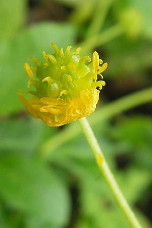 Ranunculus multisectus \ Vielteiliger Gold-Hahnenfu� / Multipartite Goldilocks, D Reichertshausen 6.5.2012