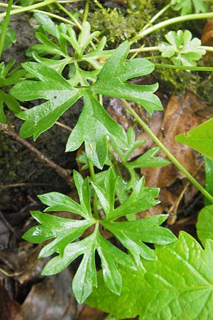 Ranunculus multisectus \ Vielteiliger Gold-Hahnenfu� / Multipartite Goldilocks, D Reichertshausen 6.5.2012