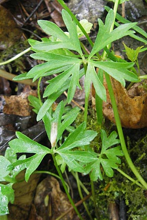 Ranunculus multisectus \ Vielteiliger Gold-Hahnenfu� / Multipartite Goldilocks, D Reichertshausen 6.5.2012