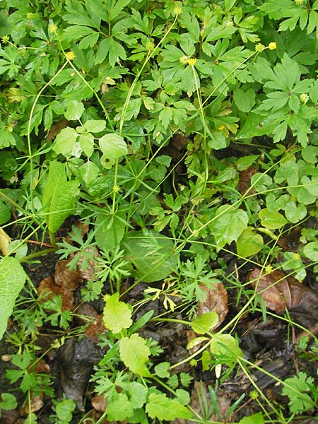Ranunculus multisectus \ Vielteiliger Gold-Hahnenfu� / Multipartite Goldilocks, D Reichertshausen 6.5.2012