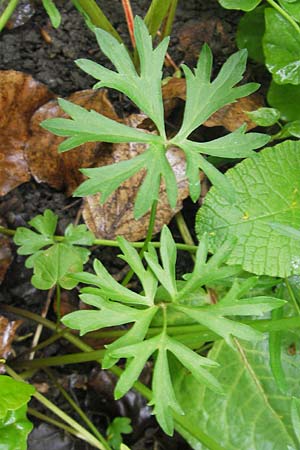 Ranunculus multisectus \ Vielteiliger Gold-Hahnenfu� / Multipartite Goldilocks, D Reichertshausen 6.5.2012