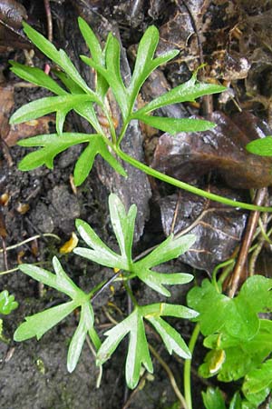 Ranunculus multisectus \ Vielteiliger Gold-Hahnenfu� / Multipartite Goldilocks, D Reichertshausen 6.5.2012