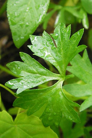 Ranunculus multisectus \ Vielteiliger Gold-Hahnenfu� / Multipartite Goldilocks, D Reichertshausen 6.5.2012