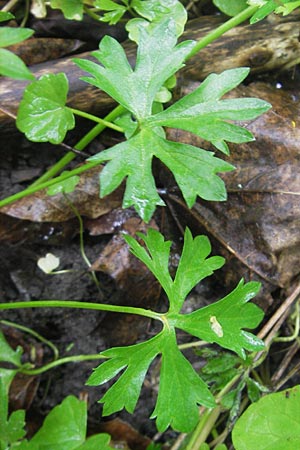 Ranunculus multisectus \ Vielteiliger Gold-Hahnenfu� / Multipartite Goldilocks, D Reichertshausen 6.5.2012