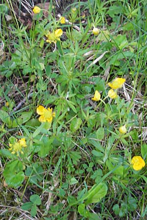 Ranunculus mergenthaleri \ Mergenthalers Gold-Hahnenfu� / Mergenthaler's Goldilocks, D Deuerling 6.5.2012