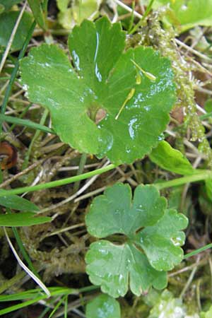 Ranunculus mergenthaleri \ Mergenthalers Gold-Hahnenfu� / Mergenthaler's Goldilocks, D Deuerling 6.5.2012