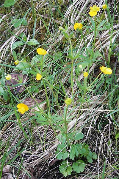 Ranunculus mergenthaleri \ Mergenthalers Gold-Hahnenfu� / Mergenthaler's Goldilocks, D Deuerling 6.5.2012