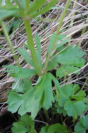 Ranunculus mergenthaleri \ Mergenthalers Gold-Hahnenfu� / Mergenthaler's Goldilocks, D Deuerling 6.5.2012