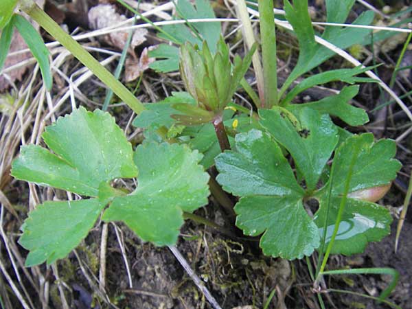 Ranunculus mergenthaleri \ Mergenthalers Gold-Hahnenfu� / Mergenthaler's Goldilocks, D Deuerling 6.5.2012