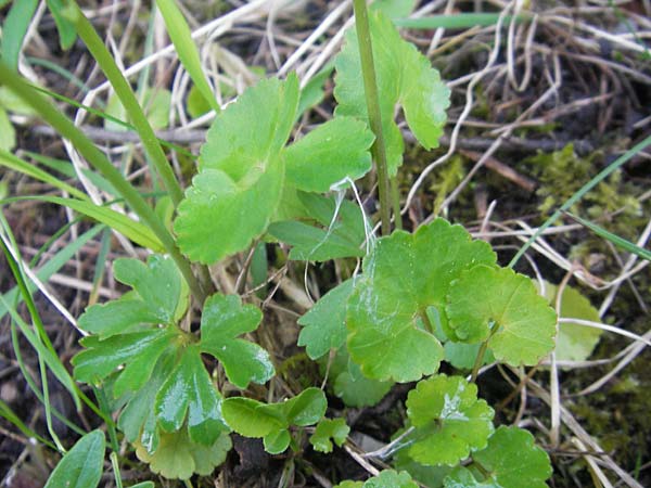 Ranunculus mergenthaleri \ Mergenthalers Gold-Hahnenfu� / Mergenthaler's Goldilocks, D Deuerling 6.5.2012