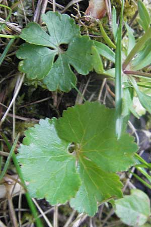 Ranunculus mergenthaleri \ Mergenthalers Gold-Hahnenfu� / Mergenthaler's Goldilocks, D Deuerling 6.5.2012