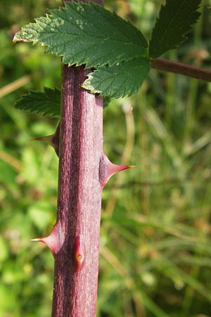 Rubus macrophyllus \ Breitblttige Brombeere / Large Leaved Bramble, D Heidelberg 24.7.2013