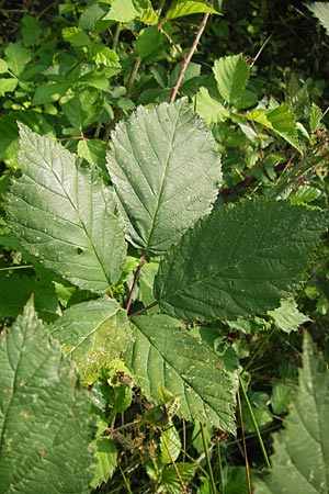 Rubus macrophyllus \ Breitblttige Brombeere / Large Leaved Bramble, D Heidelberg 24.7.2013
