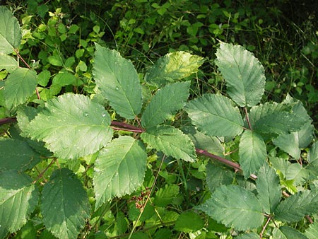 Rubus macrophyllus \ Breitblttige Brombeere / Large Leaved Bramble, D Heidelberg 24.7.2013
