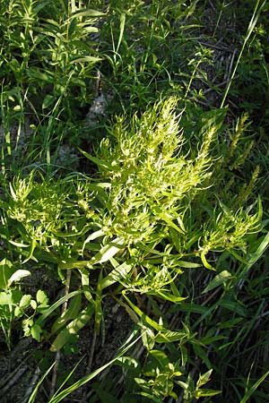 Rumex maritimus \ Ufer-Ampfer / Golden Dock, D Lampertheim 16.8.2013