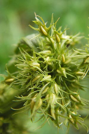 Rumex maritimus \ Ufer-Ampfer / Golden Dock, D Mannheim 25.9.2013