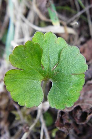 Ranunculus mergenthaleri \ Mergenthalers Gold-Hahnenfu� / Mergenthaler's Goldilocks, D Deuerling 29.3.2014