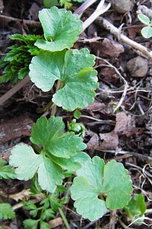 Ranunculus mergenthaleri \ Mergenthalers Gold-Hahnenfu� / Mergenthaler's Goldilocks, D Deuerling 29.3.2014