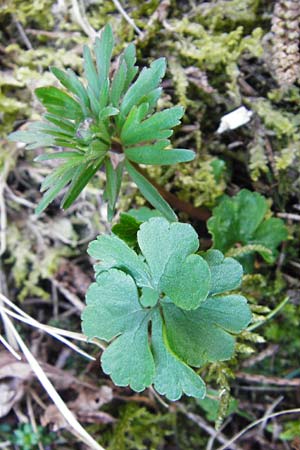 Ranunculus mergenthaleri \ Mergenthalers Gold-Hahnenfu� / Mergenthaler's Goldilocks, D Deuerling 29.3.2014