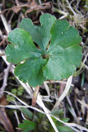 Ranunculus mergenthaleri \ Mergenthalers Gold-Hahnenfu� / Mergenthaler's Goldilocks, D Deuerling 29.3.2014