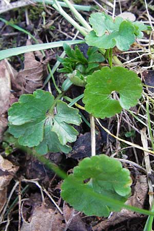 Ranunculus mergenthaleri \ Mergenthalers Gold-Hahnenfu� / Mergenthaler's Goldilocks, D Deuerling 29.3.2014