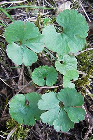 Ranunculus mergenthaleri \ Mergenthalers Gold-Hahnenfu� / Mergenthaler's Goldilocks, D Deuerling 29.3.2014