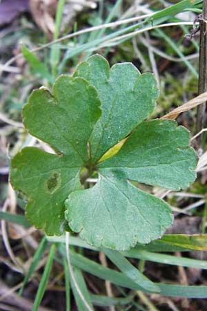 Ranunculus mergenthaleri \ Mergenthalers Gold-Hahnenfu� / Mergenthaler's Goldilocks, D Deuerling 29.3.2014