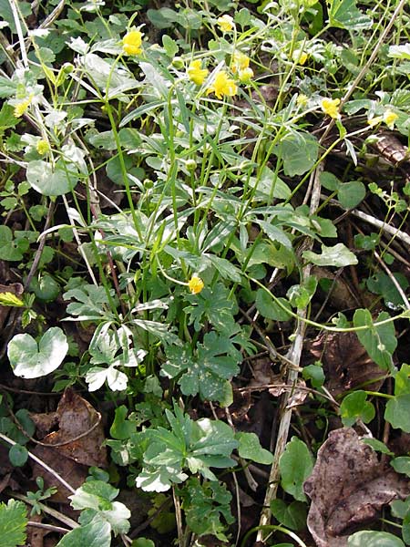 Ranunculus mosellanus \ Mosel-Gold-Hahnenfu� / Moselle Goldilocks, D M&uuml;lheim an der Mosel 12.4.2014