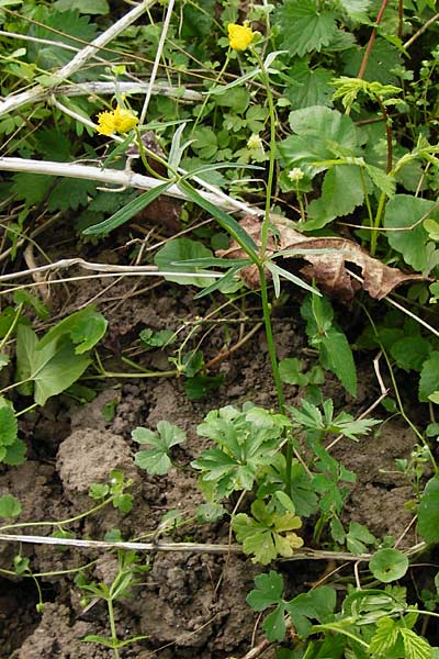 Ranunculus mosellanus \ Mosel-Gold-Hahnenfu� / Moselle Goldilocks, D M&uuml;lheim an der Mosel 12.4.2014