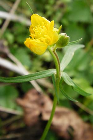 Ranunculus mosellanus \ Mosel-Gold-Hahnenfu� / Moselle Goldilocks, D M&uuml;lheim an der Mosel 12.4.2014