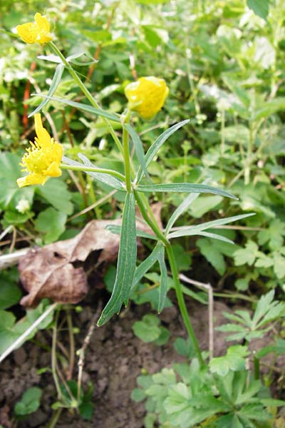 Ranunculus mosellanus \ Mosel-Gold-Hahnenfu� / Moselle Goldilocks, D M&uuml;lheim an der Mosel 12.4.2014