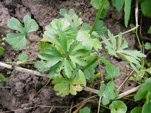 Ranunculus mosellanus \ Mosel-Gold-Hahnenfu� / Moselle Goldilocks, D M&uuml;lheim an der Mosel 12.4.2014