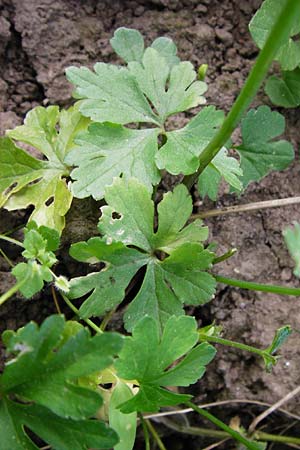 Ranunculus mosellanus \ Mosel-Gold-Hahnenfu� / Moselle Goldilocks, D M&uuml;lheim an der Mosel 12.4.2014