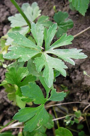 Ranunculus mosellanus \ Mosel-Gold-Hahnenfu� / Moselle Goldilocks, D M&uuml;lheim an der Mosel 12.4.2014